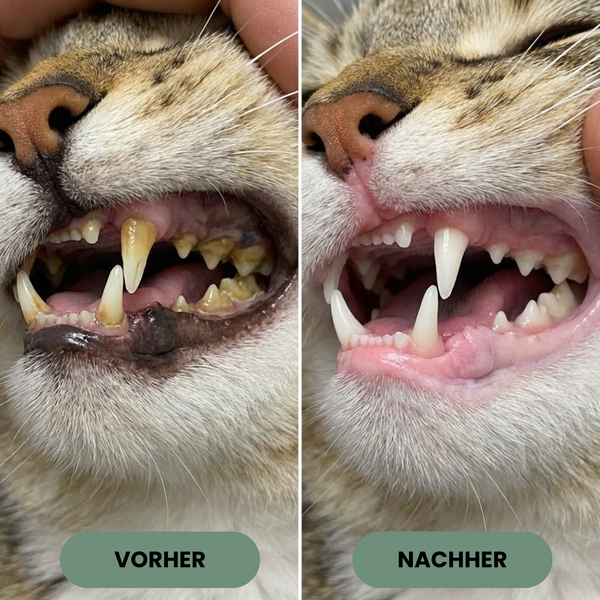 Pet Zahnreinigungs Pulver Pro Tartar